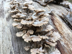 Schizophyllum umbrinum image