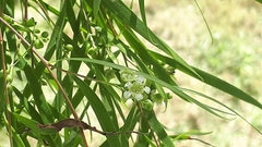 Leptospermum brachyandrum