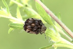 Homaemus