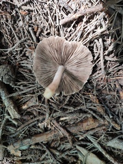 Agaricineae