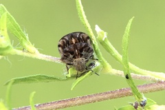 Homaemus