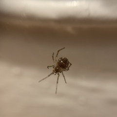 Steatoda triangulosa