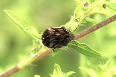 Homaemus