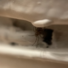 Steatoda triangulosa