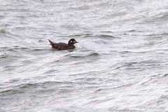 Histrionicus histrionicus