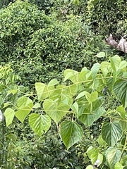 Ampelopsis cordata