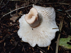 Lactarius mucidus