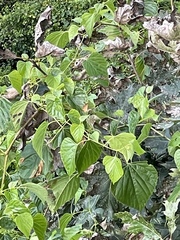 Ampelopsis cordata