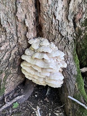 Climacodon septentrionalis