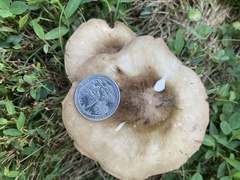 Pluteus