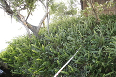 Nephrolepis cordifolia