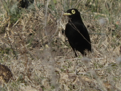 Hymenops perspicillatus