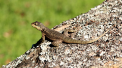 Tropidurus