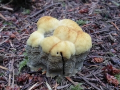 Phaeolus