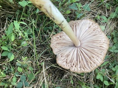 Pluteus