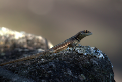 Tropidurus