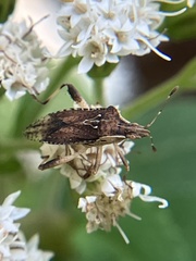 Harmostes fraterculus