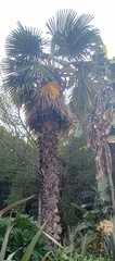 Copernicia prunifera