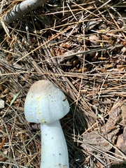 Agaricus xanthodermus