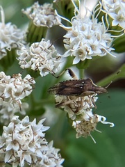 Harmostes fraterculus