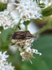 Harmostes fraterculus