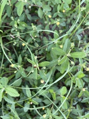 Sida rhombifolia