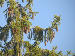 Picea abies