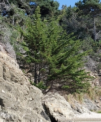 Cupressus macrocarpa