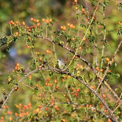 Curruca melanocephala