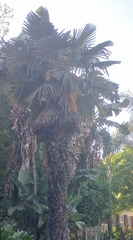 Copernicia prunifera