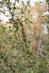 Jasminum