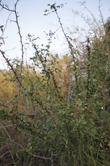 Jasminum