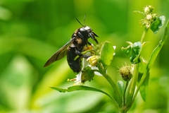 Xylocopa tranquebarorum