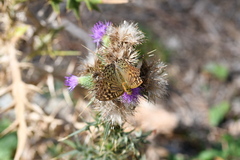 Argynnis pandora