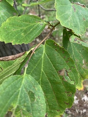 Hamamelis virginiana