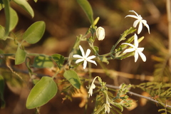 Jasminum