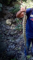 Crotalus culminatus