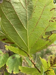 Hamamelis virginiana