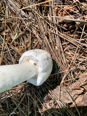 Agaricus xanthodermus