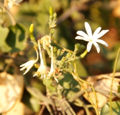 Jasminum