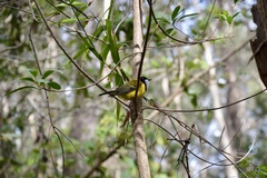 Pachycephala pectoralis