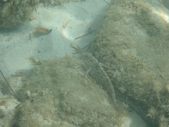 Parablennius sanguinolentus