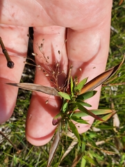 Dichanthelium acuminatum