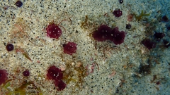 Distaplia occidentalis