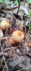 Calostoma ravenelii