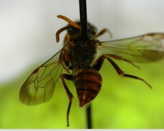 Nomada