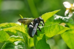 Xylocopa tranquebarorum