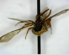 Nomada