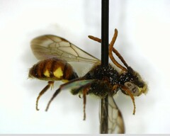 Nomada