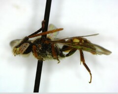 Nomada
